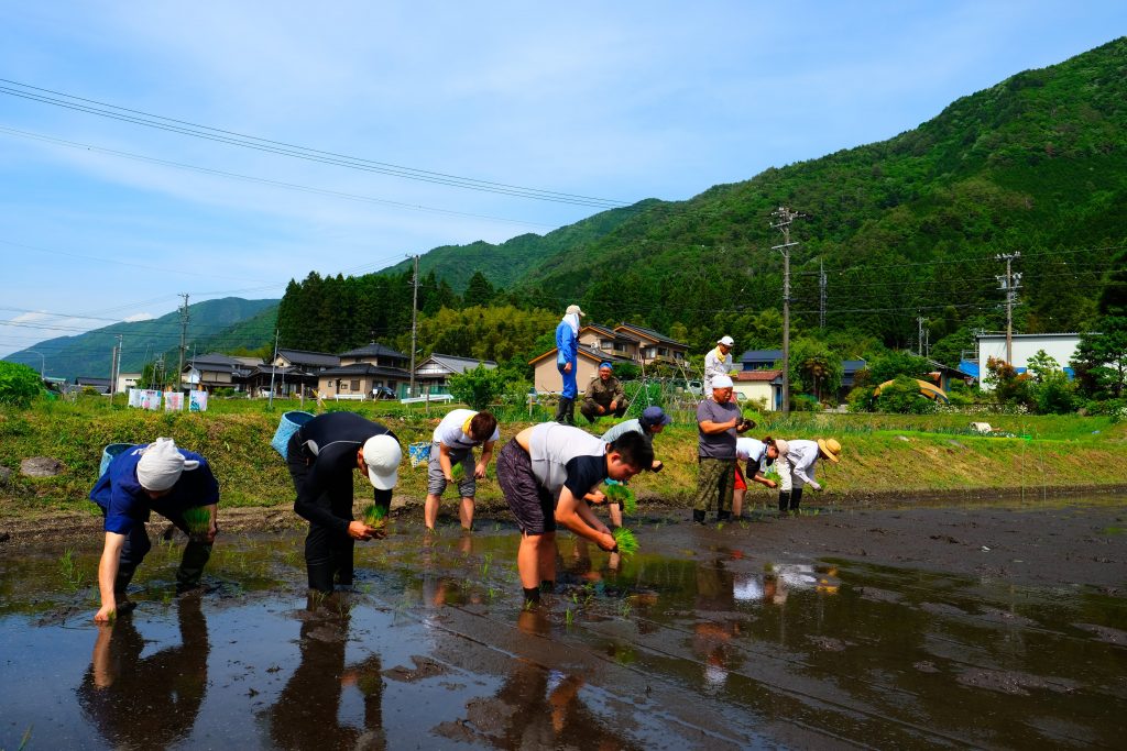 田植え