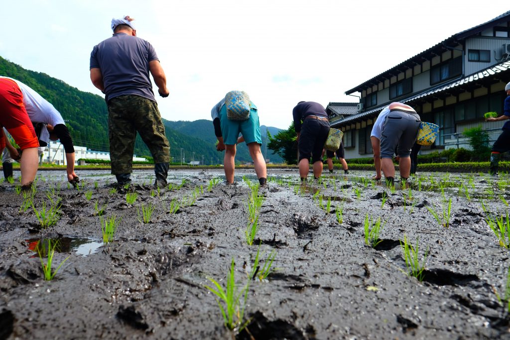田植え